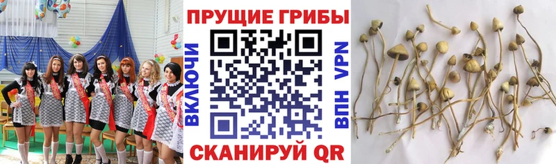 маркетплейс как зайти  Брюховецкая  Псилоцибиновые грибы мицелий 